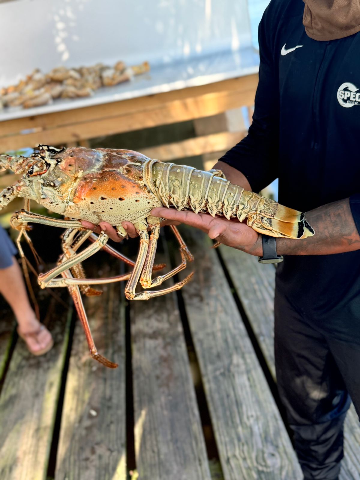 Fisherman holding freshly caught Caribbean spiny lobster in Belize waters